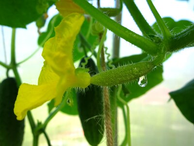Harvest vegetable garden food