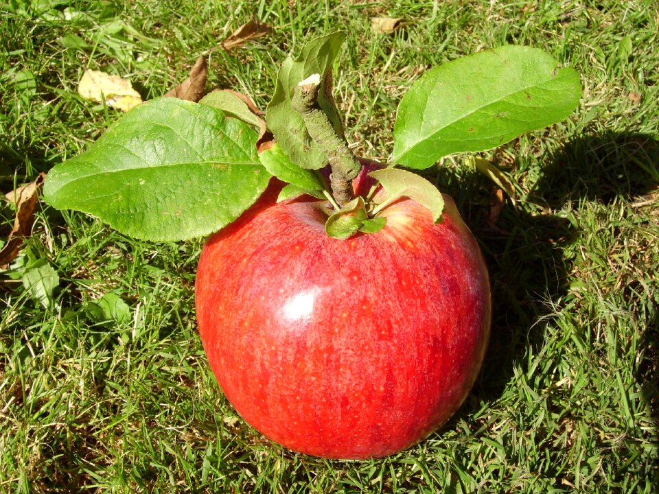 Still life nature garden