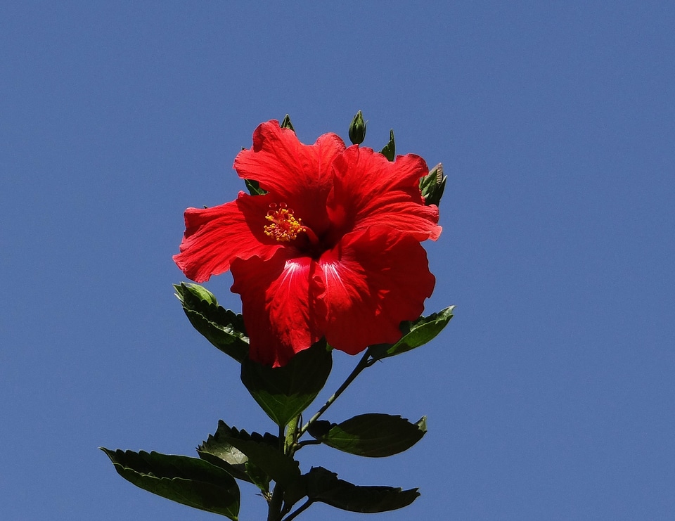 Red tropical floral
