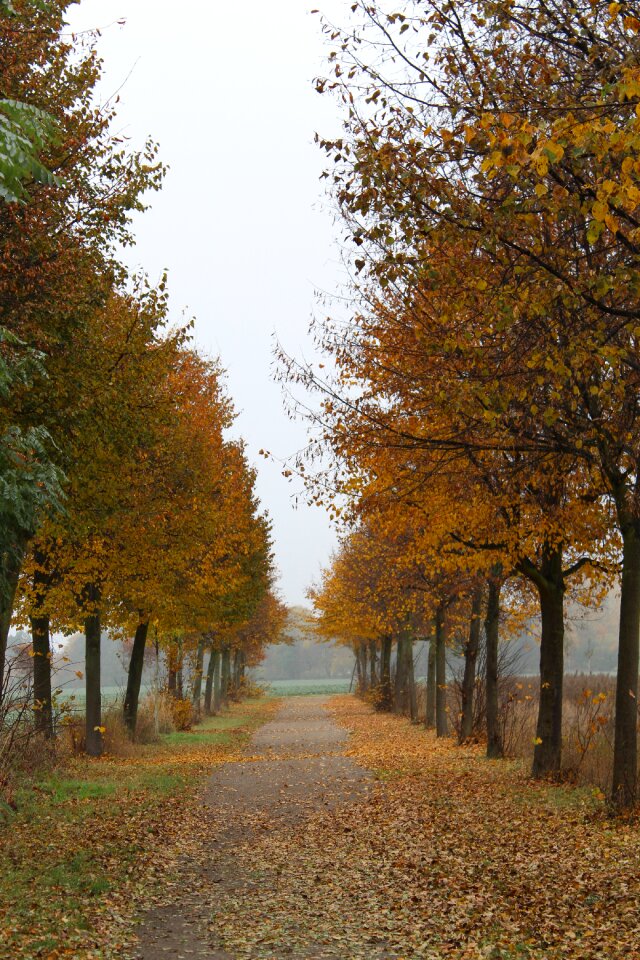 Fall color trees golden autumn
