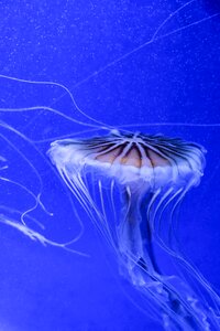 Jellyfish aquarium blue photo