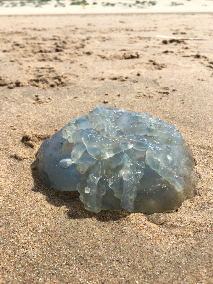 Washed up animal fish photo