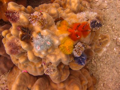 Diving ocean sea