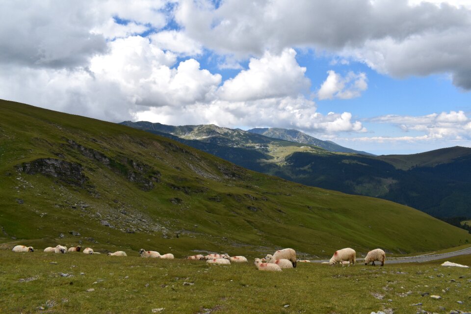 Livestock grass sky