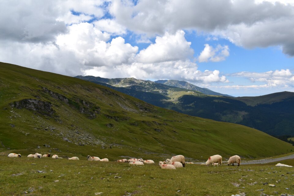 Livestock grass sky photo