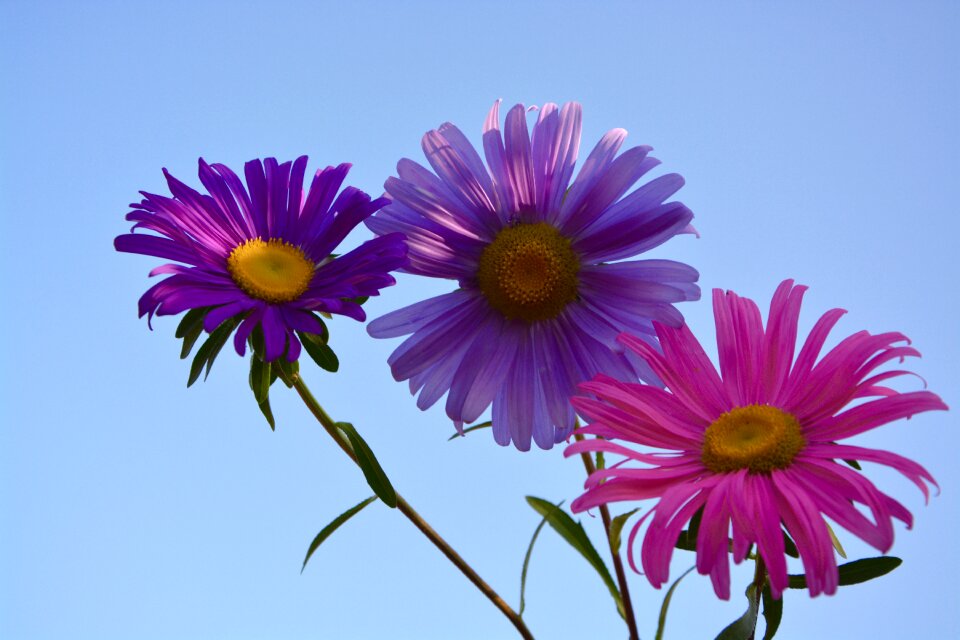 Violet pink nature photo