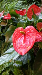 Colorful pink garden photo