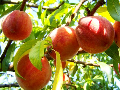 Peach ripe fruit yellow-red peach