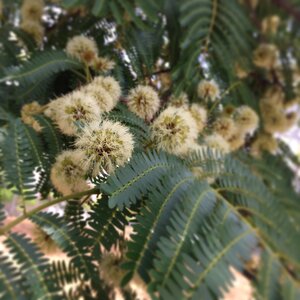 Wild flower tree wild close