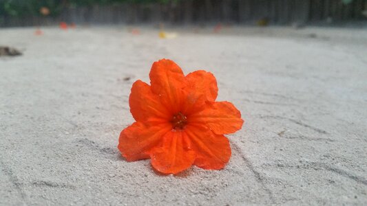 Sand beach photo