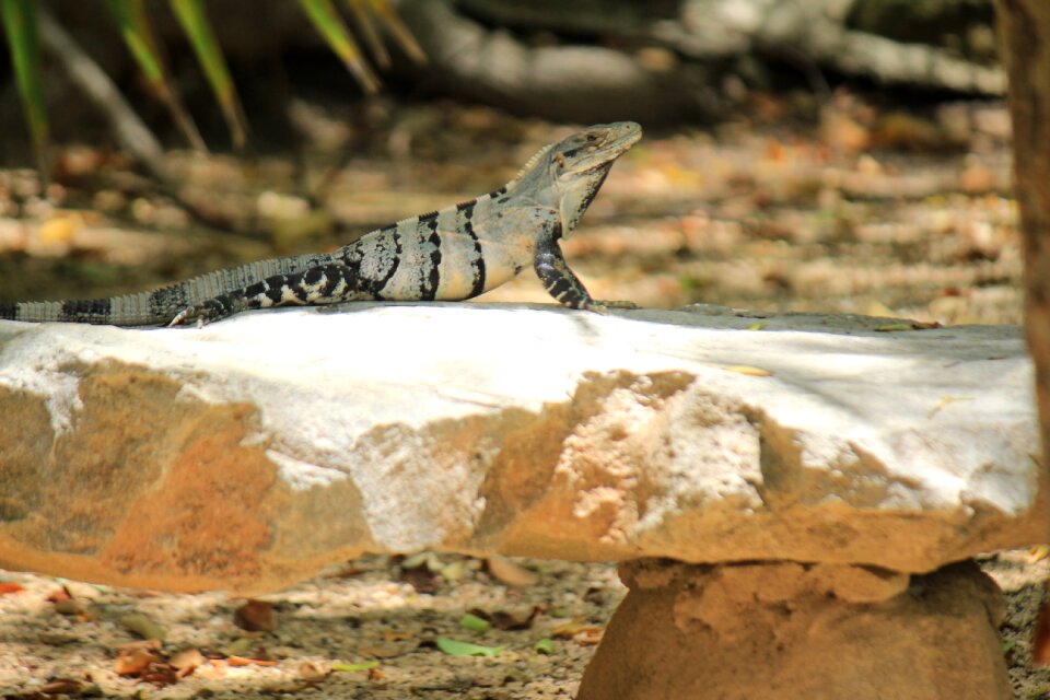Resting animal mexico
