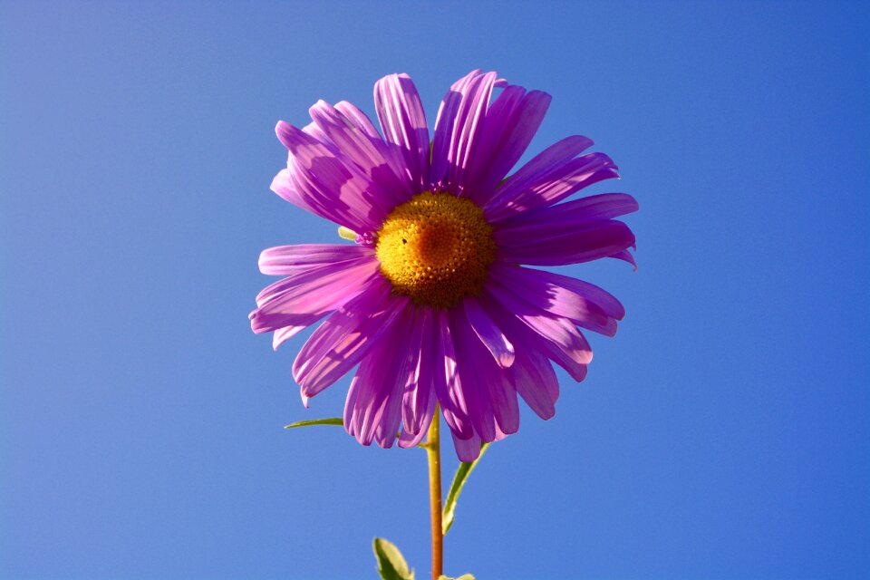 Garden field petals
