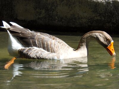 Animals animal pond photo