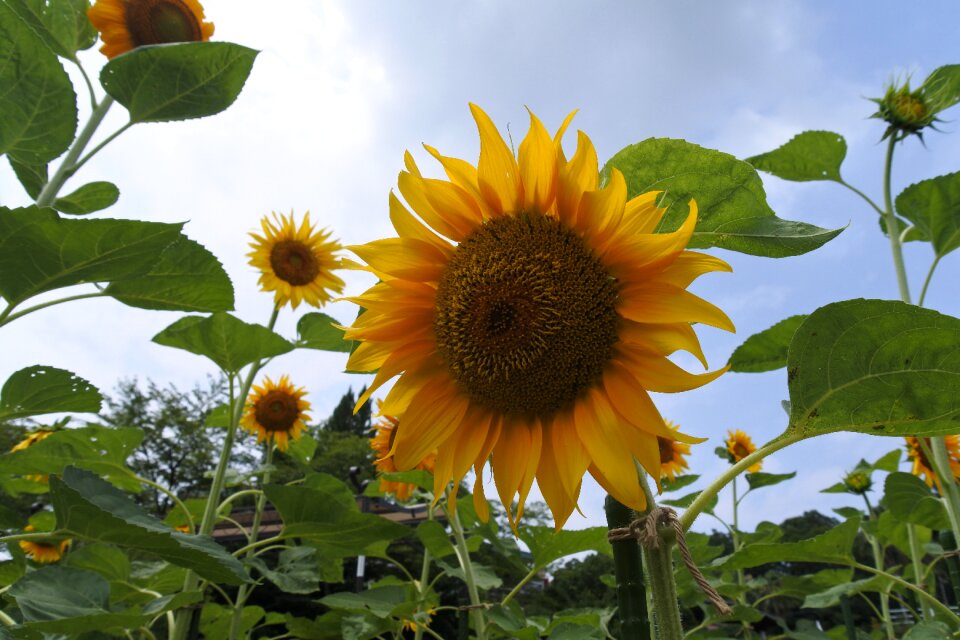 Summer flowers natural plant