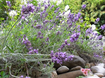 Flowers lavender crop photo