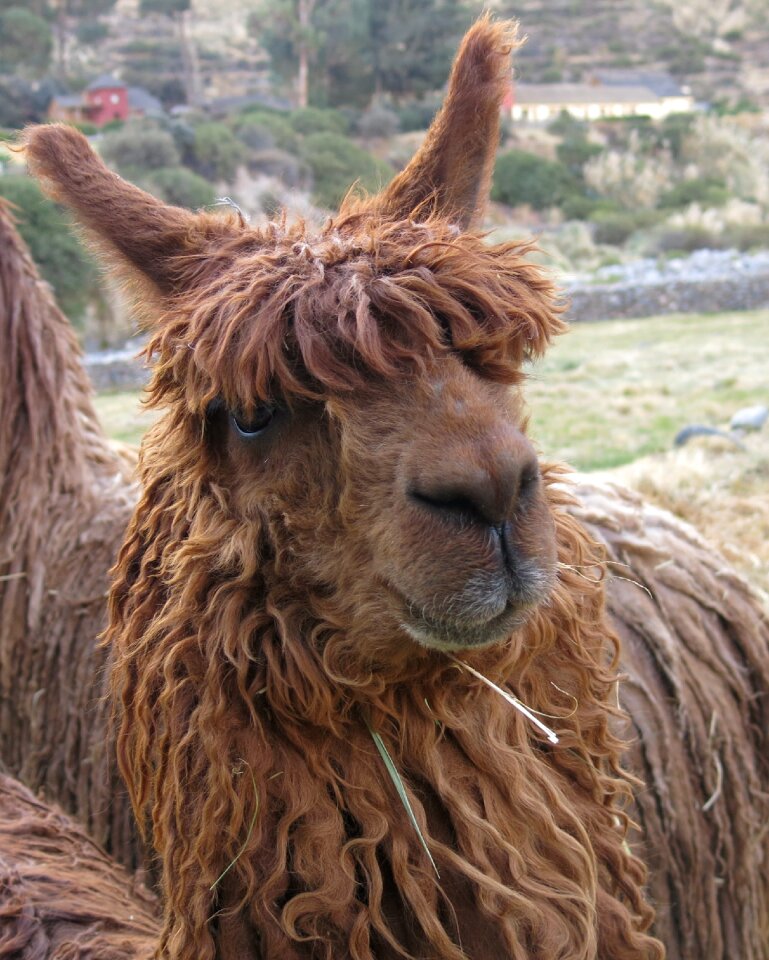 Llama colcatal peru