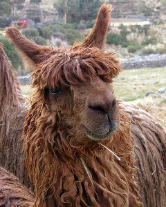 Llama colcatal peru