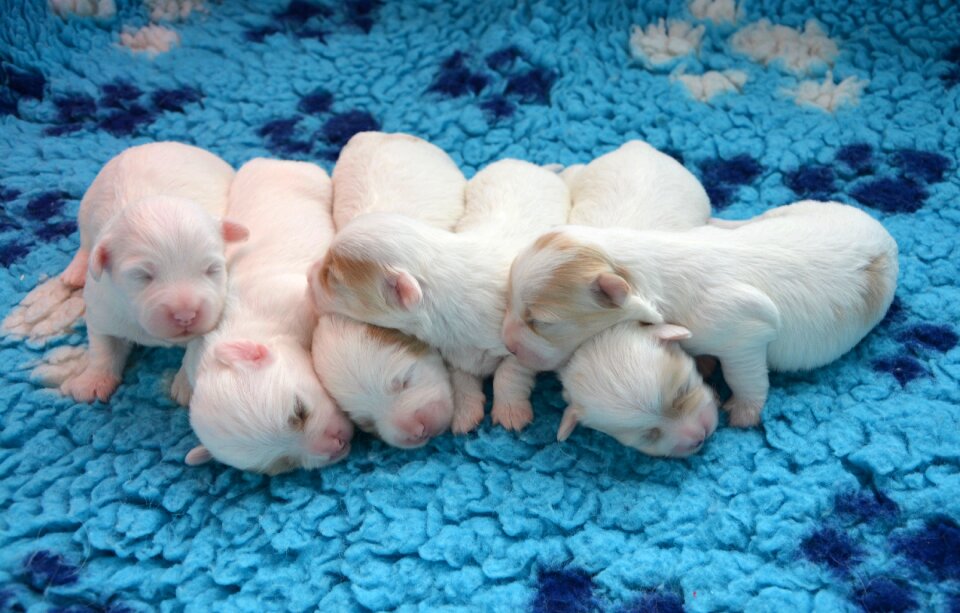 Babies cotton tulear animals