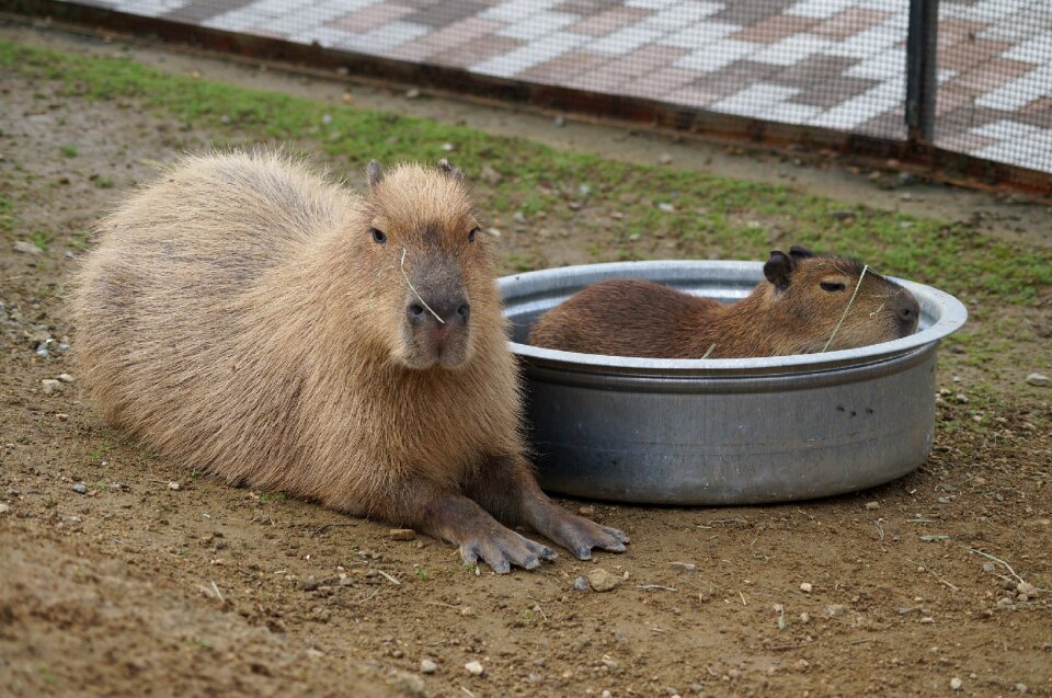 Capybara harvest hills my