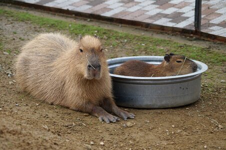 Capybara harvest hills my