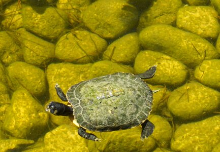 Nature green water turtle photo