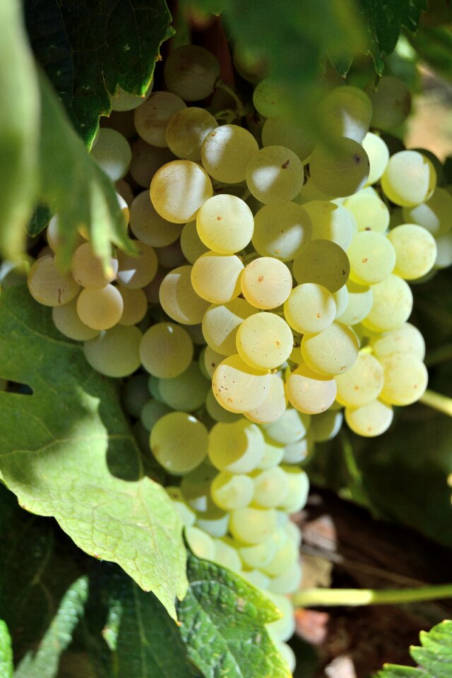 White vineyard wine