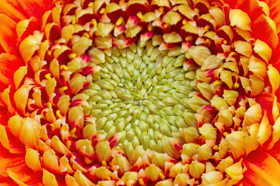 Flower plant garden