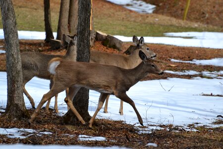 Deers crossing