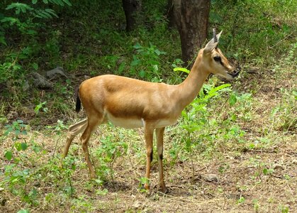 Ravine deer gujarat chinkara g