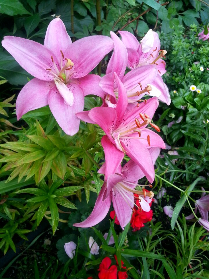 Floral summer