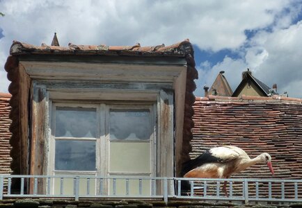 Stork nests munster alsace