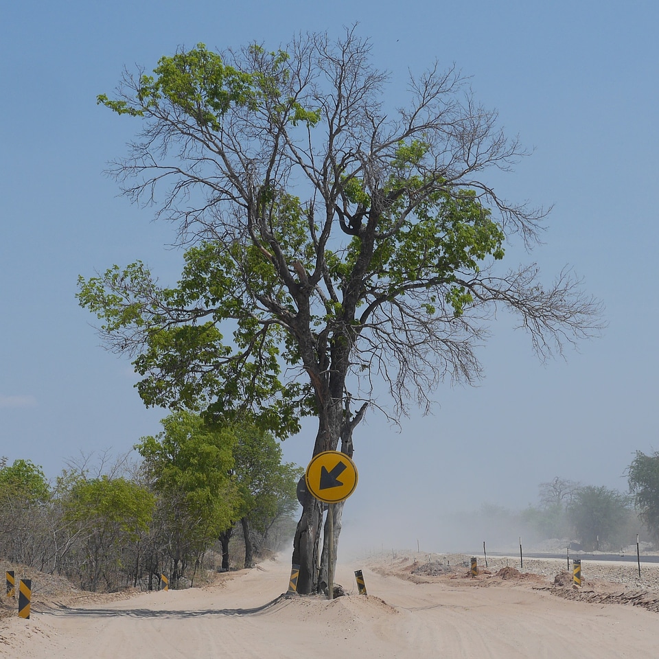 Road tree street sign