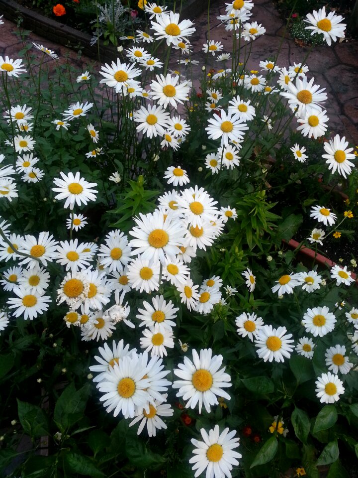 Green daisy flower