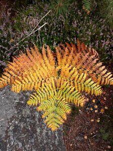 Faded bright colors nature