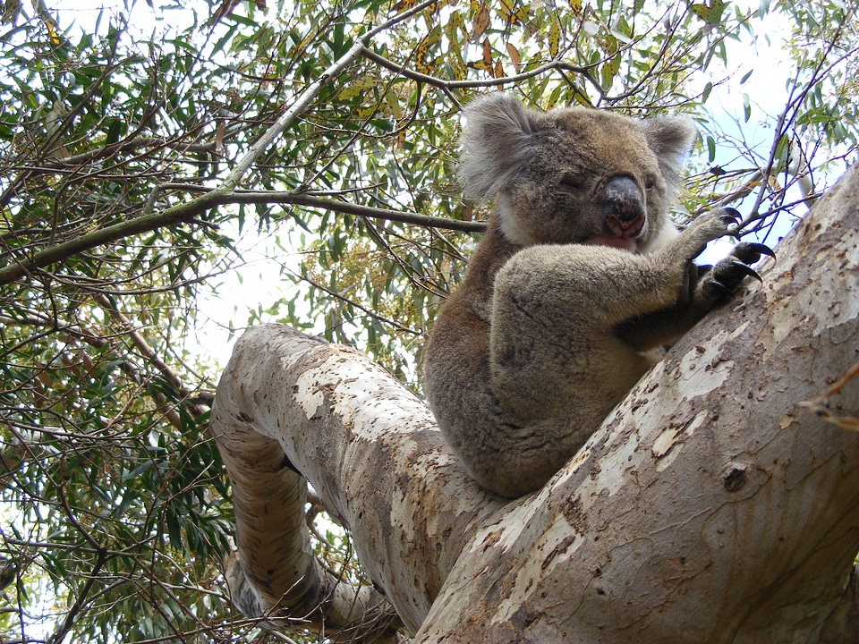 Koala bear lazy eucalyptus tree