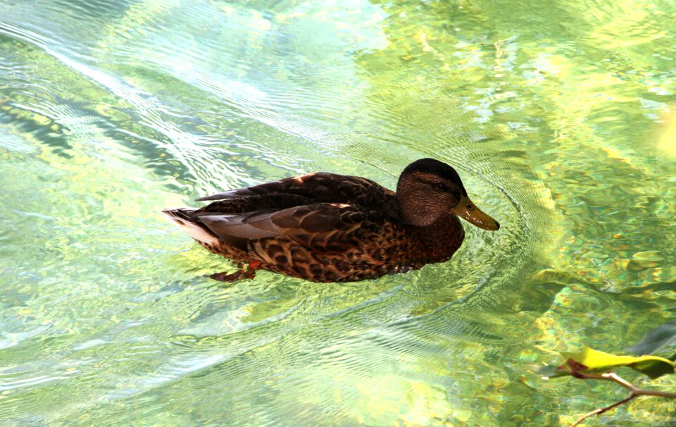 Water water bird bird