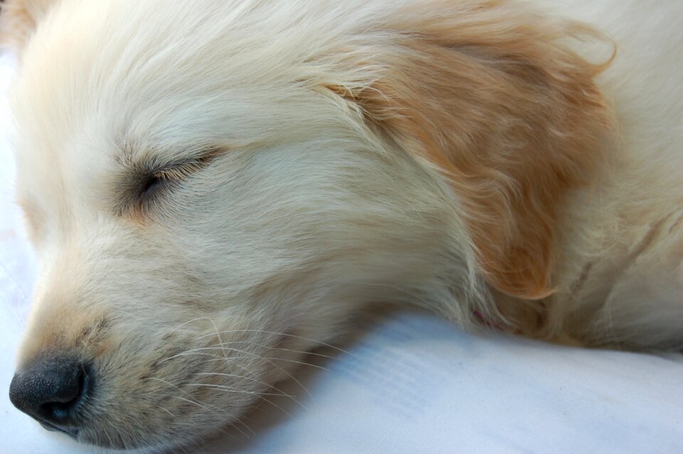 Dog sleeping puppy