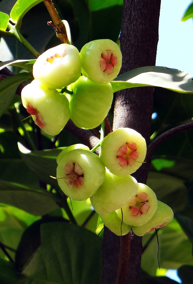 Fruit tropical india