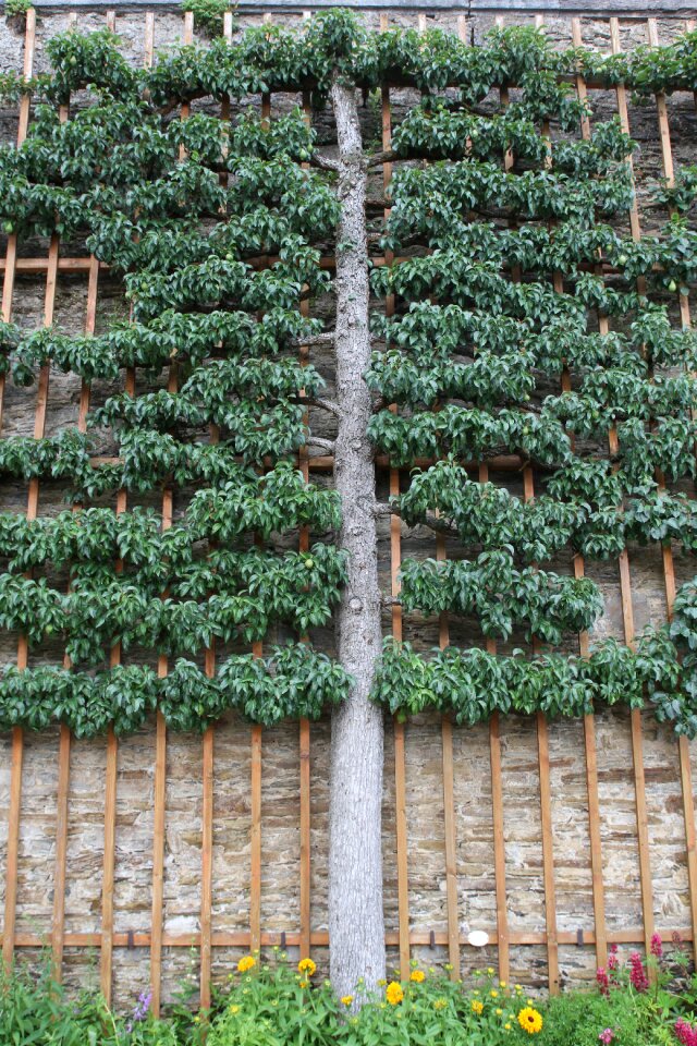 Trellis fruit trellis schlossgarten