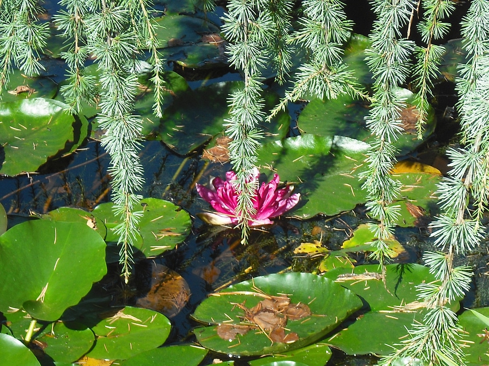 Mare water lily nature