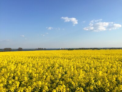 Field of rapeseeds summer insel poel
