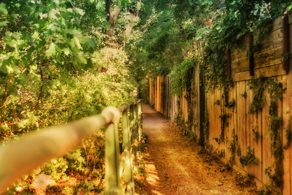 Walkway pah forest