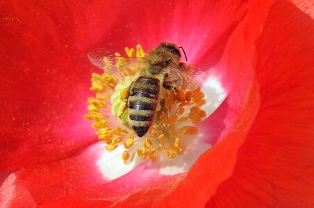 Close up pollination plant photo