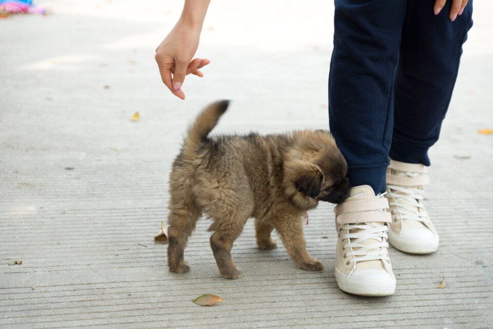 Puppy cute the stick man