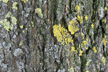 Texture structure tree photo