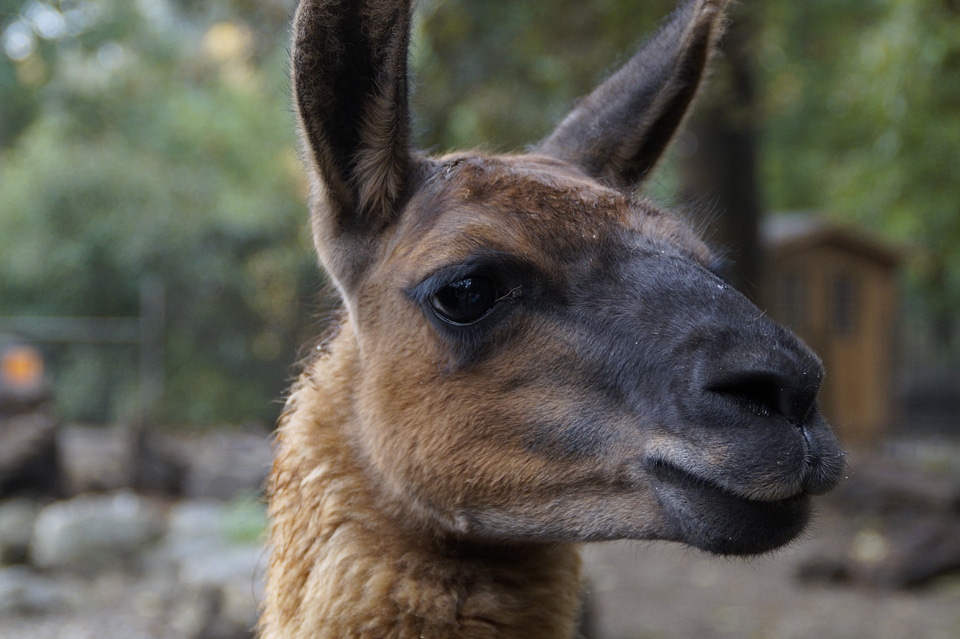 Mammal zoo petting zoo