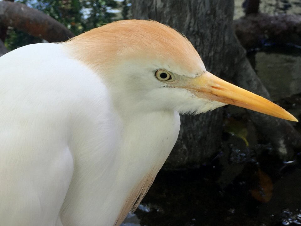 Tropical plumage nature