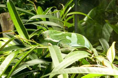 Green nature plant