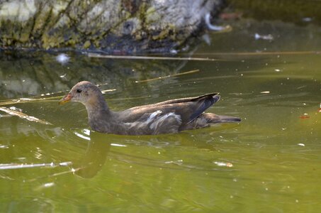Water bird animal world animal portrait
