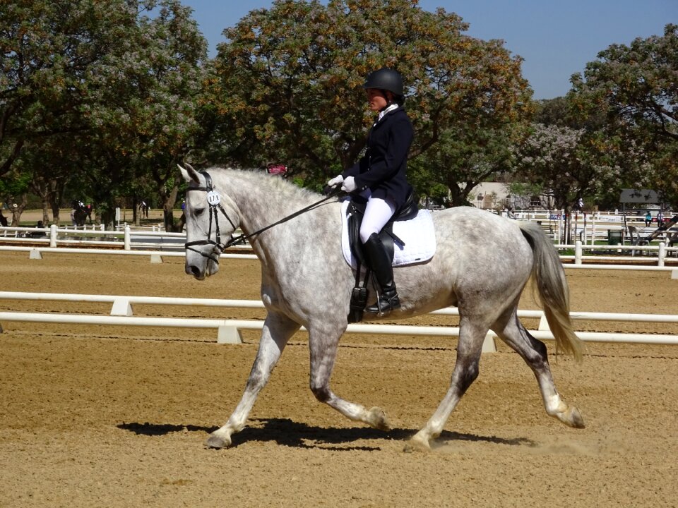 Equestrian rider competition